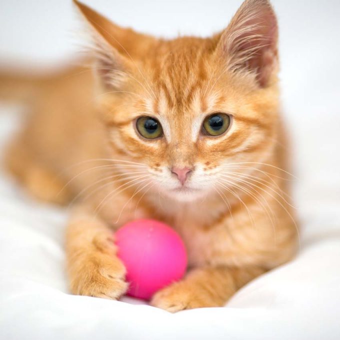 What Type Of Cat Should You Get Quiz What Type Of Cat Should You Get Quiz