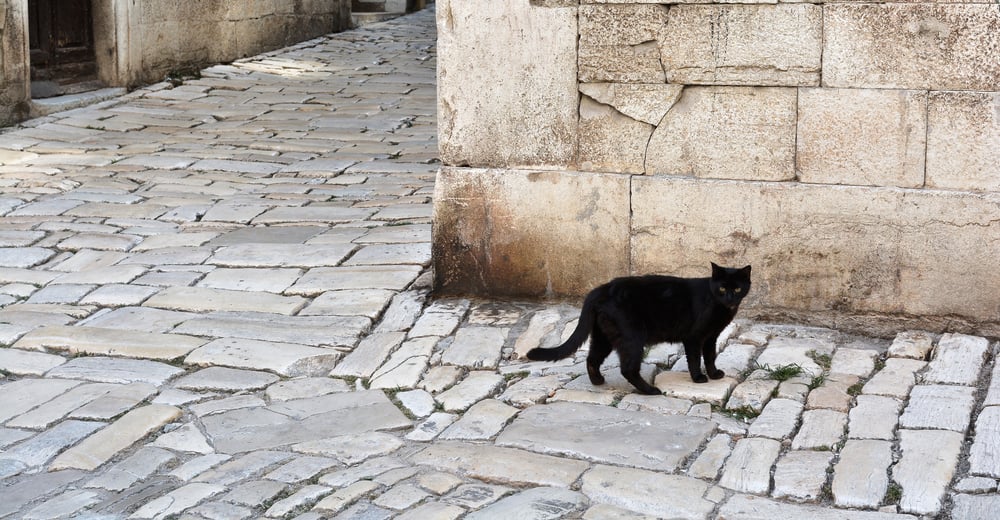 Your Feelings About Cats Will Determine Your Dog Breed Magiquiz